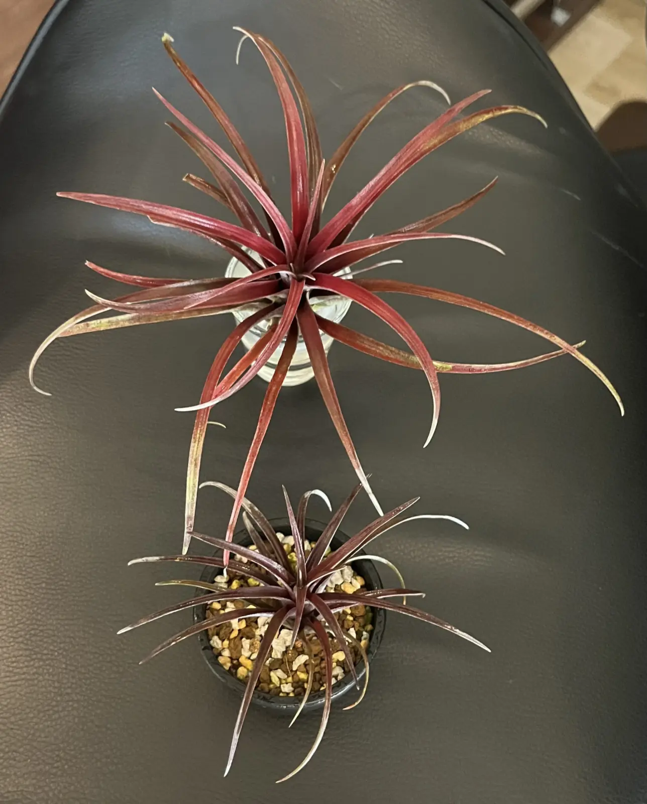 ティランジア　カピタータ　ドミンゲンシス