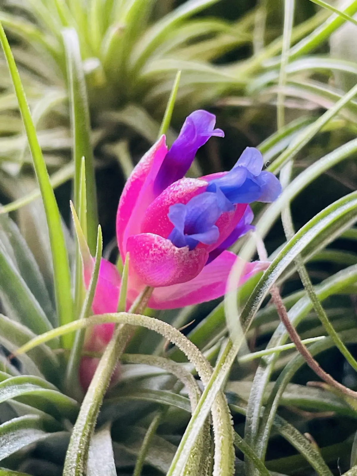 ティランジア ストリクタ 花 100均