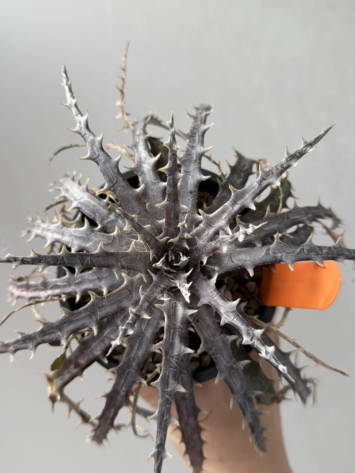 ディッキア ホワイトコーラル