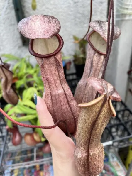 ネペンテス ニューギニエンシス (食虫植物)