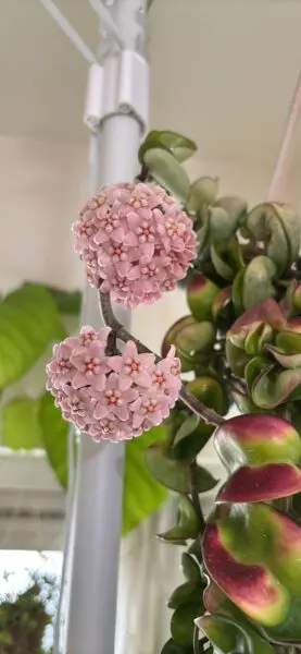 ホヤ カルノーサコンパクタ 花 紅葉