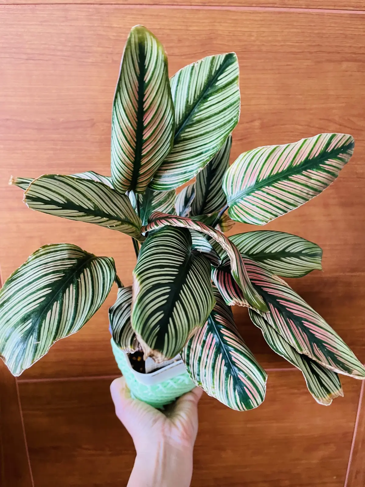 カラテア ホワイトスター 葉の縁が枯れる