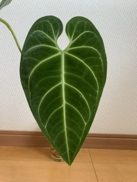 アンスリウム　レガレ