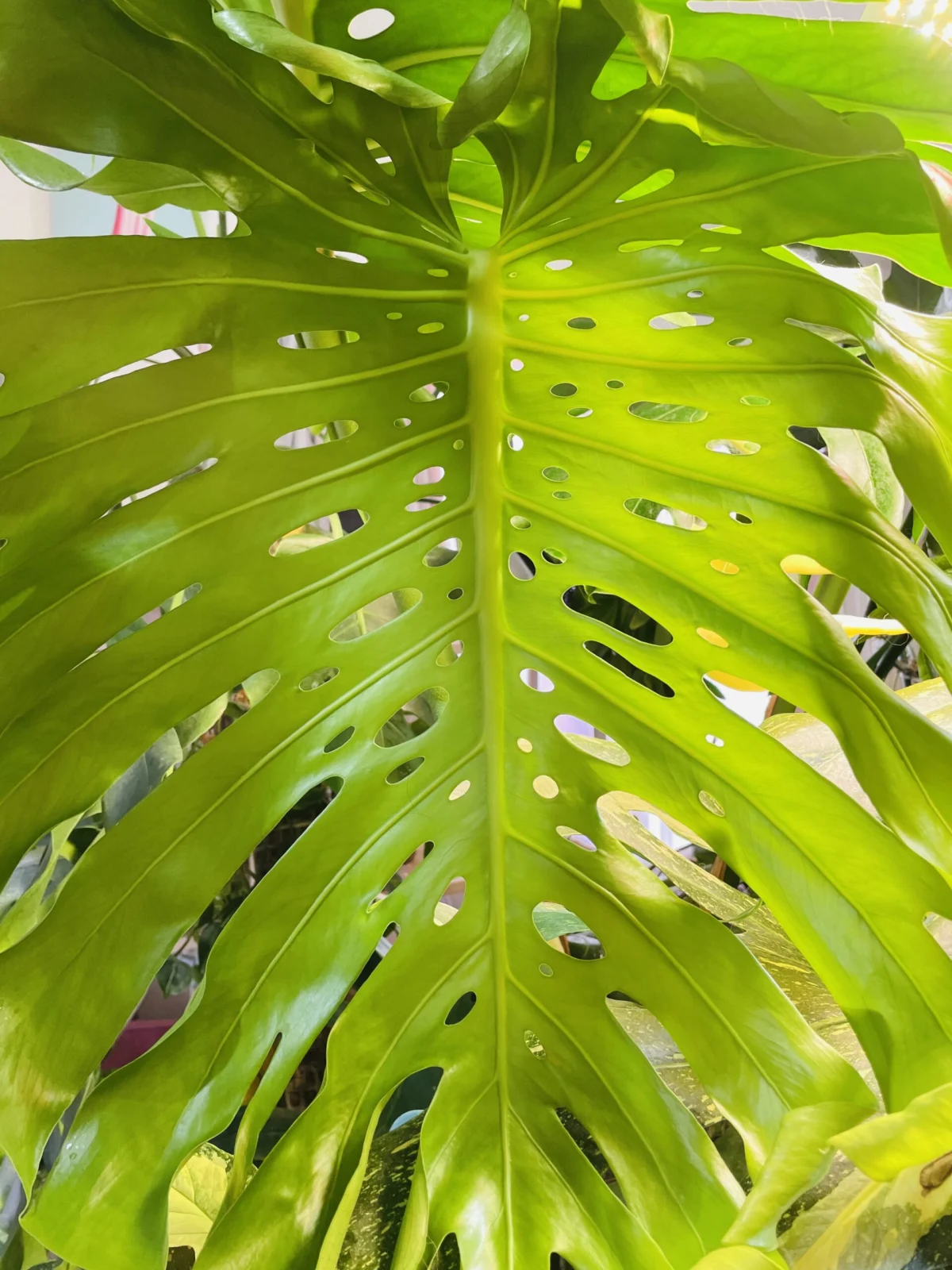 モンステラ デリシオーサ タウエリー