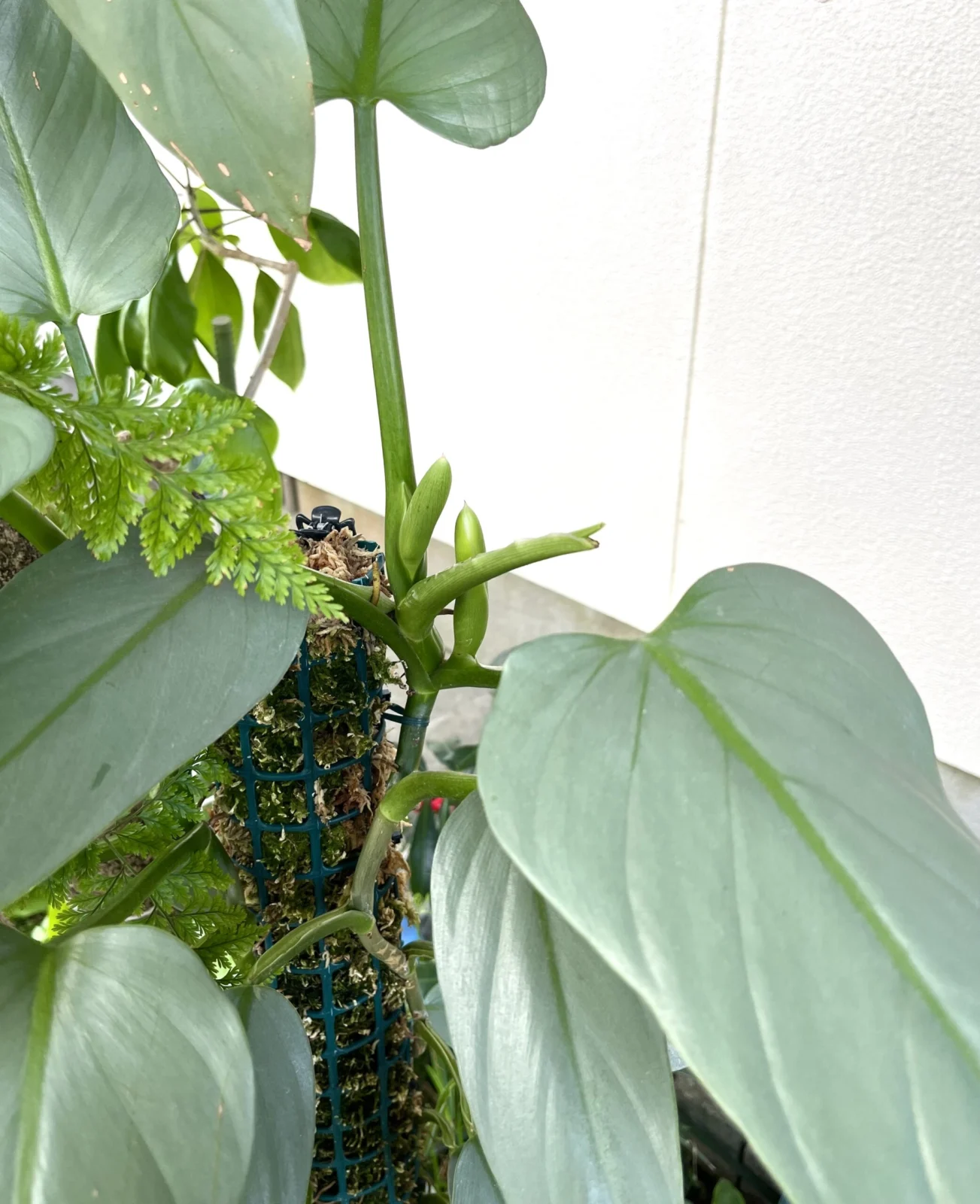 フィロデンドロン　シルバーメタル