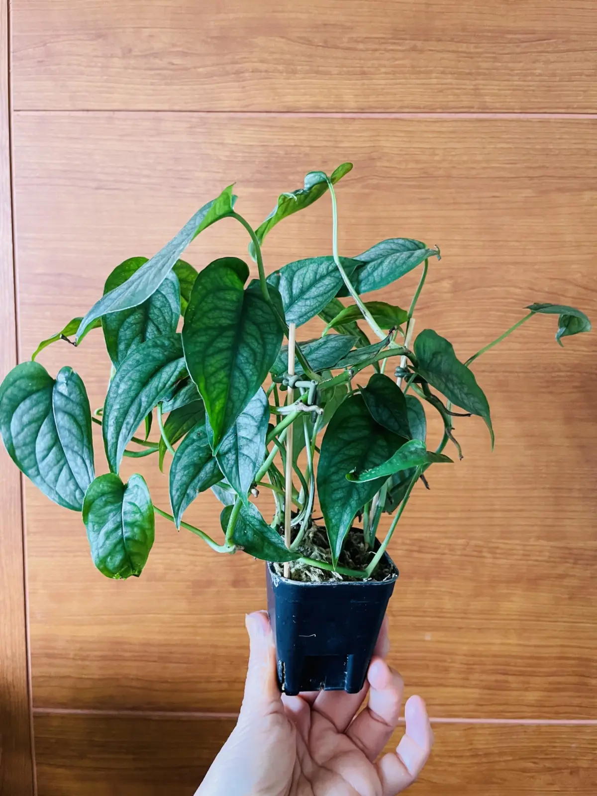 モンステラ　シルテペカナ