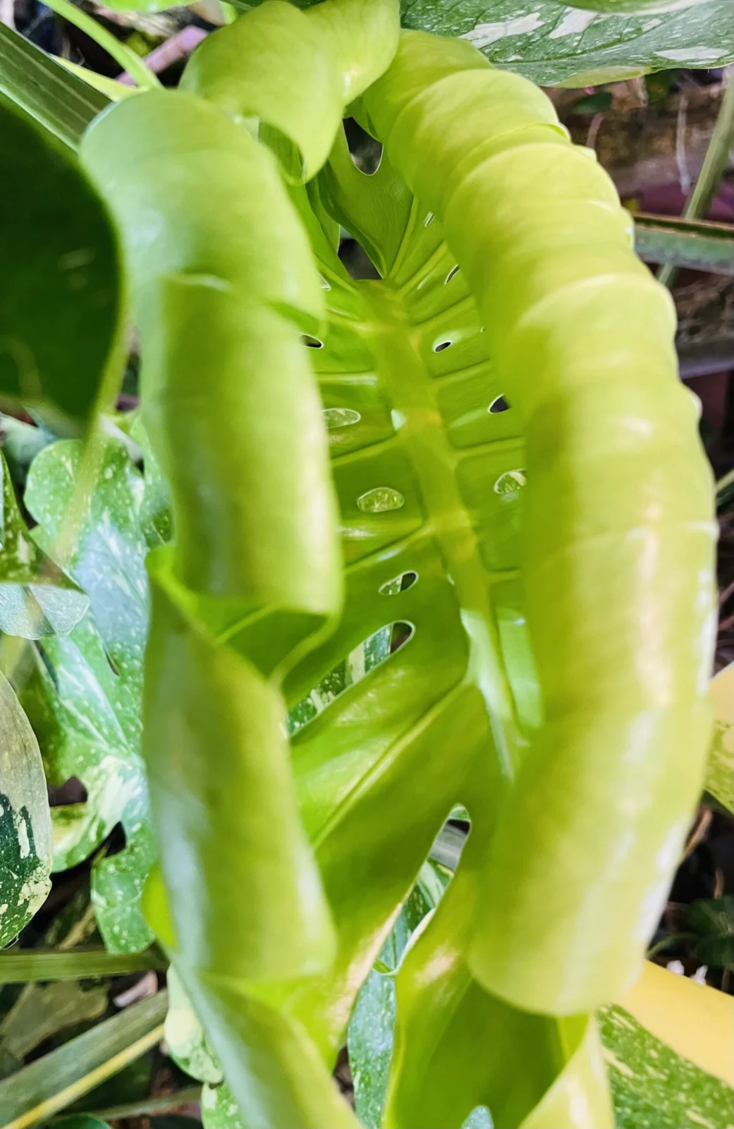 モンステラ 福助