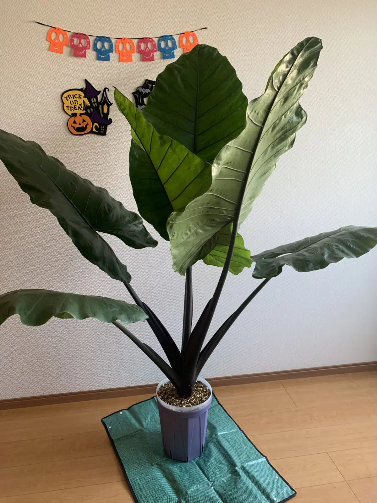 アロカシア　ブラックステム