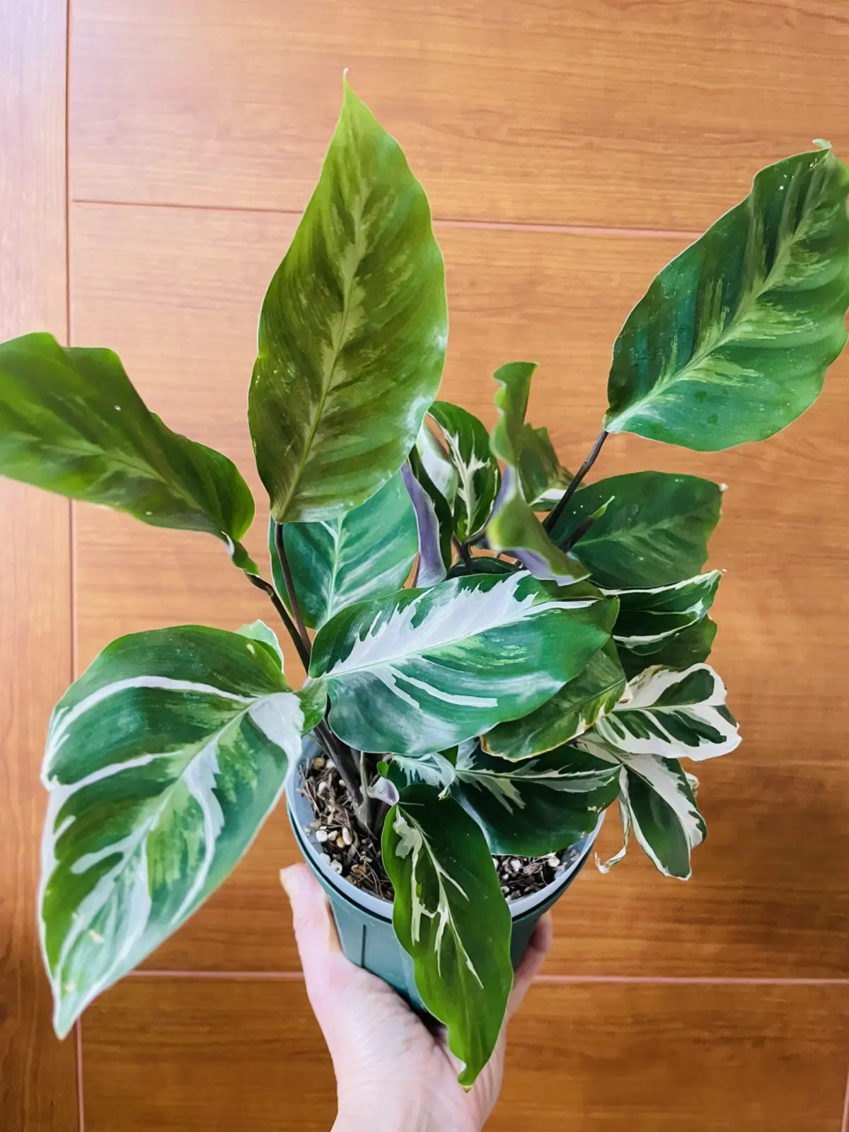 カラテア　ホワイトフュージョン