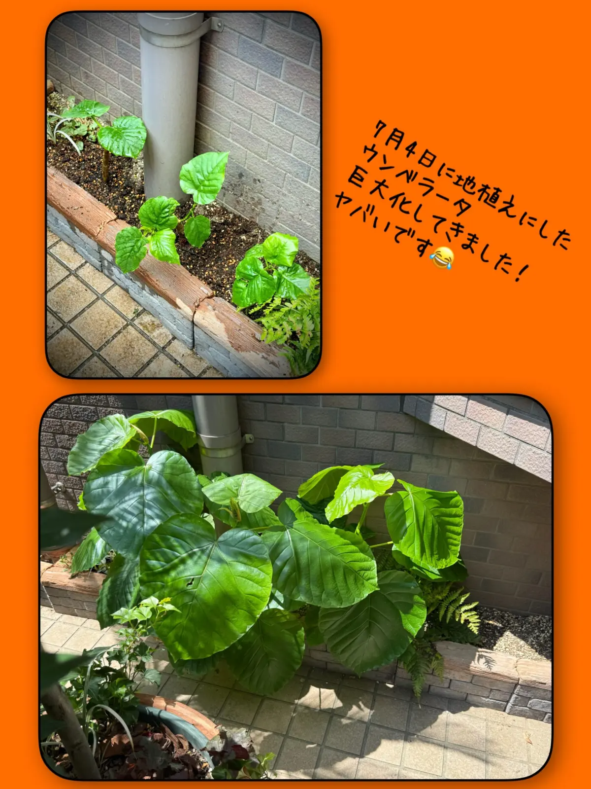 ウンベラータ　ウンベ畑