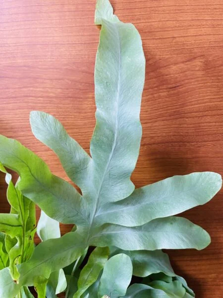 シダ植物　フレポディウム・ブルースター