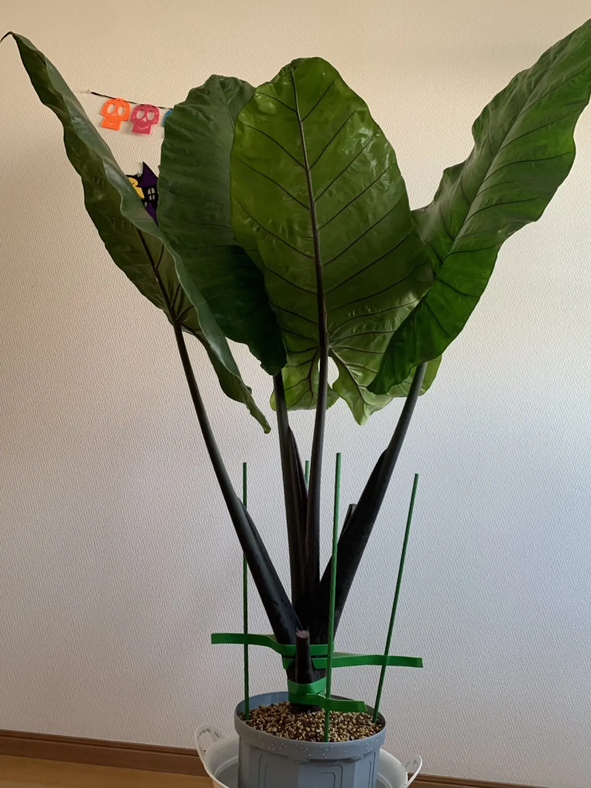 アロカシア　ブラックステム