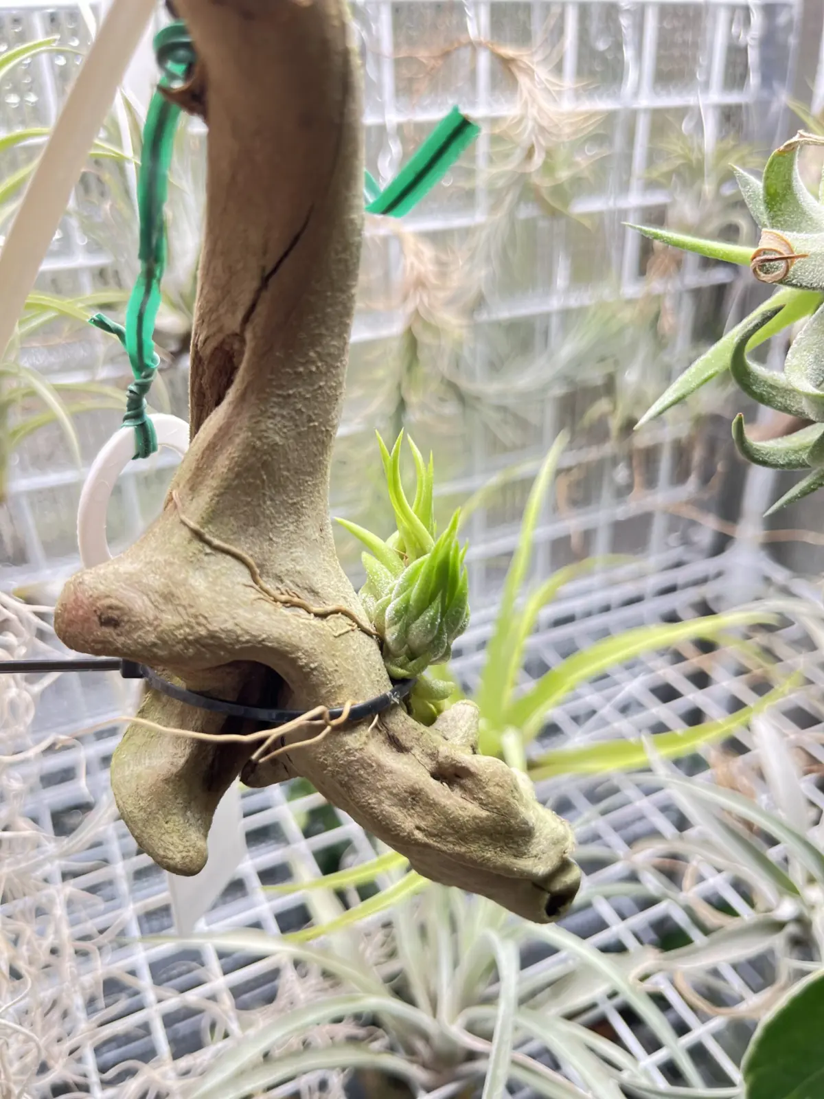 ティランジア Ionantha special selection