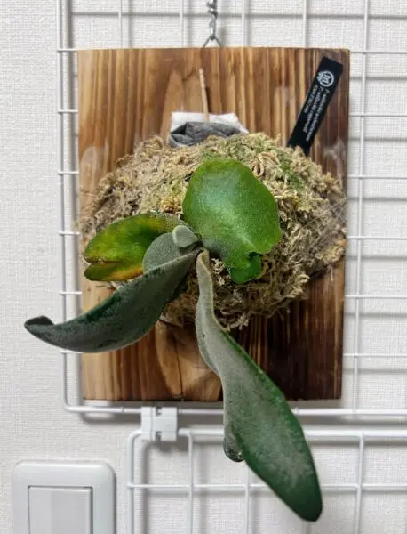 ビカクシダ ウィリンキー スコフィールドタツタ × カッパーウィル