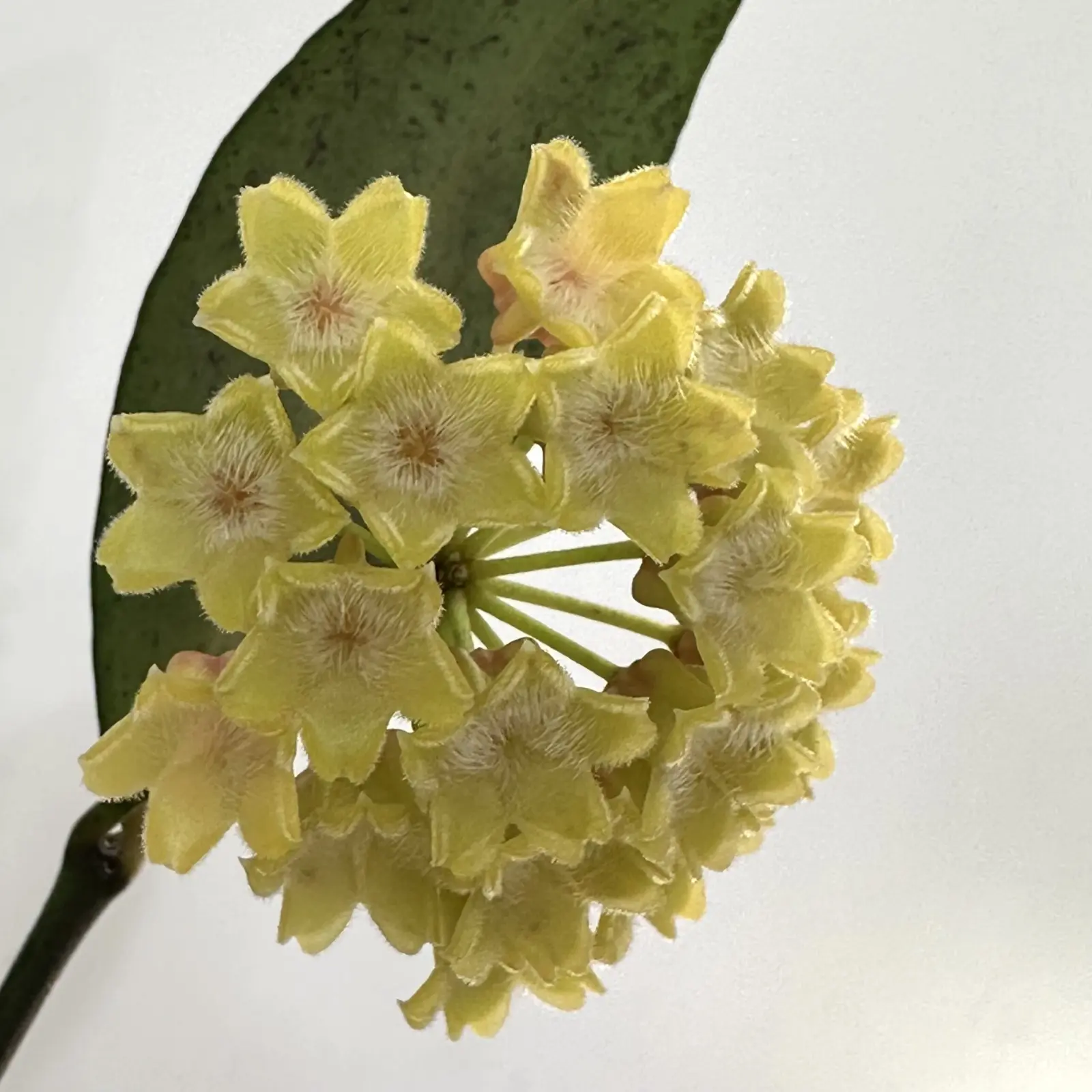 ホヤ アミカビリス　花