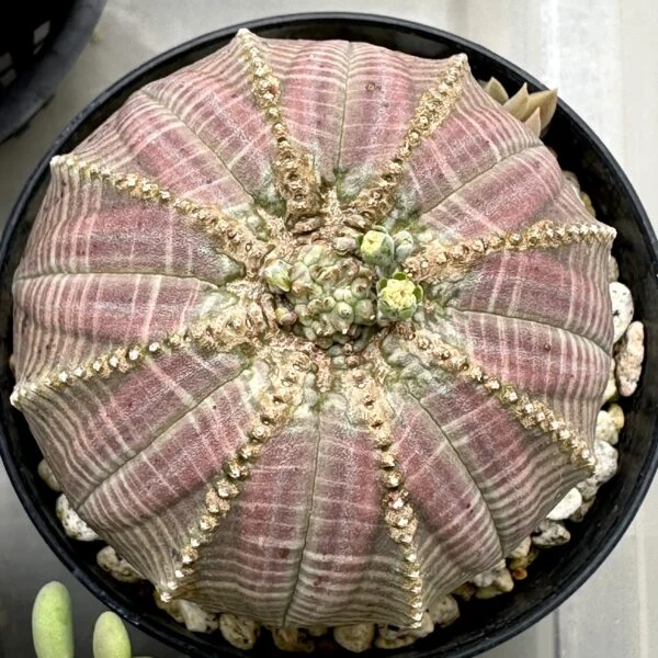 ユーフォルビア　オベサ　珍奇植物