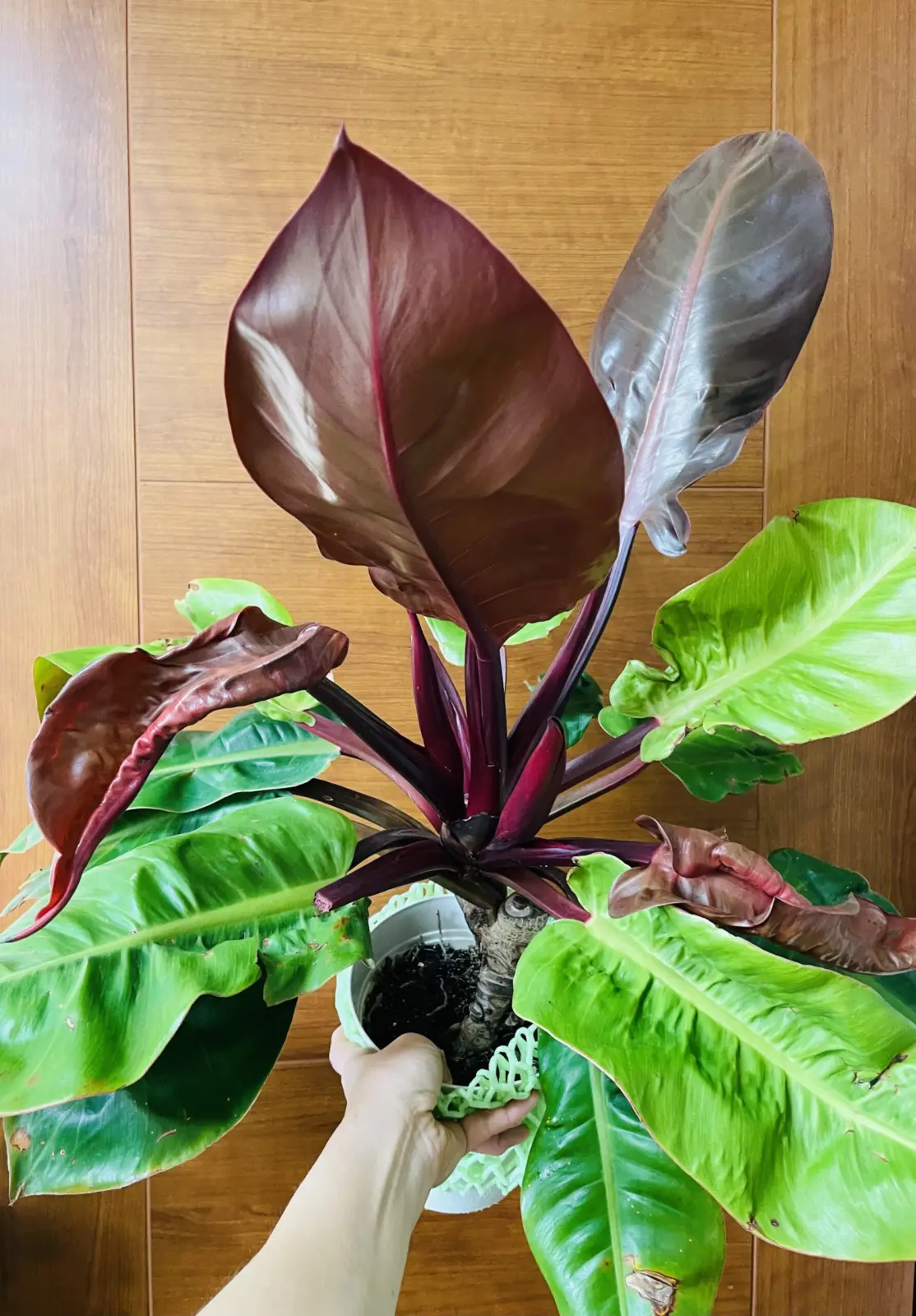 フィロデンドロン　プリンスオブオレンジ　新葉