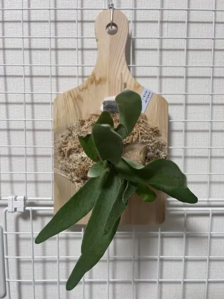ビカクシダ ベイチー