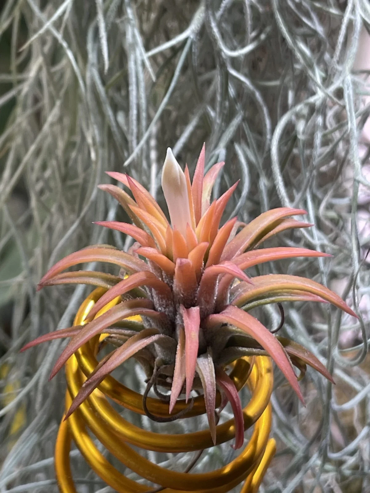 Tillandsia ionantha オールウェイズピンク