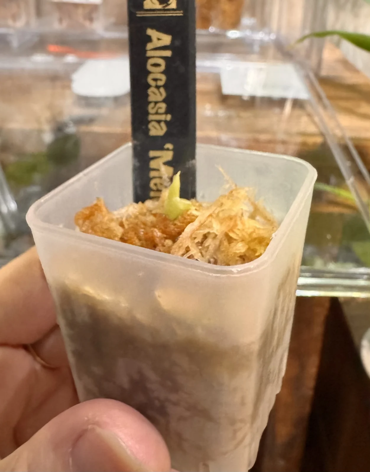 アロカシア　メロ　枯れ　その後