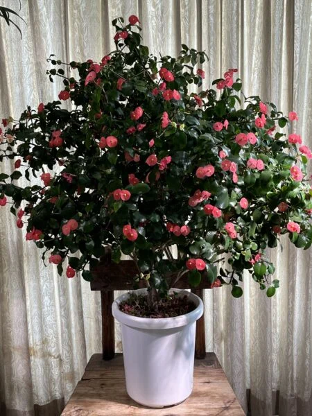 ユーフォルビア　トゲナシハナキリン　花