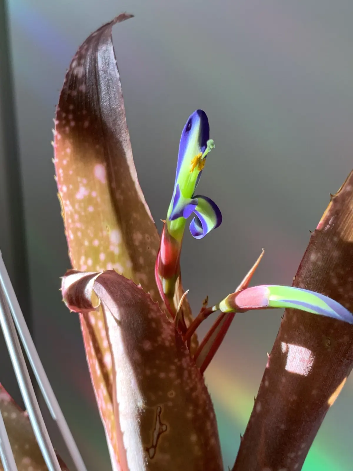 ビルベルギア　アモエナ　花