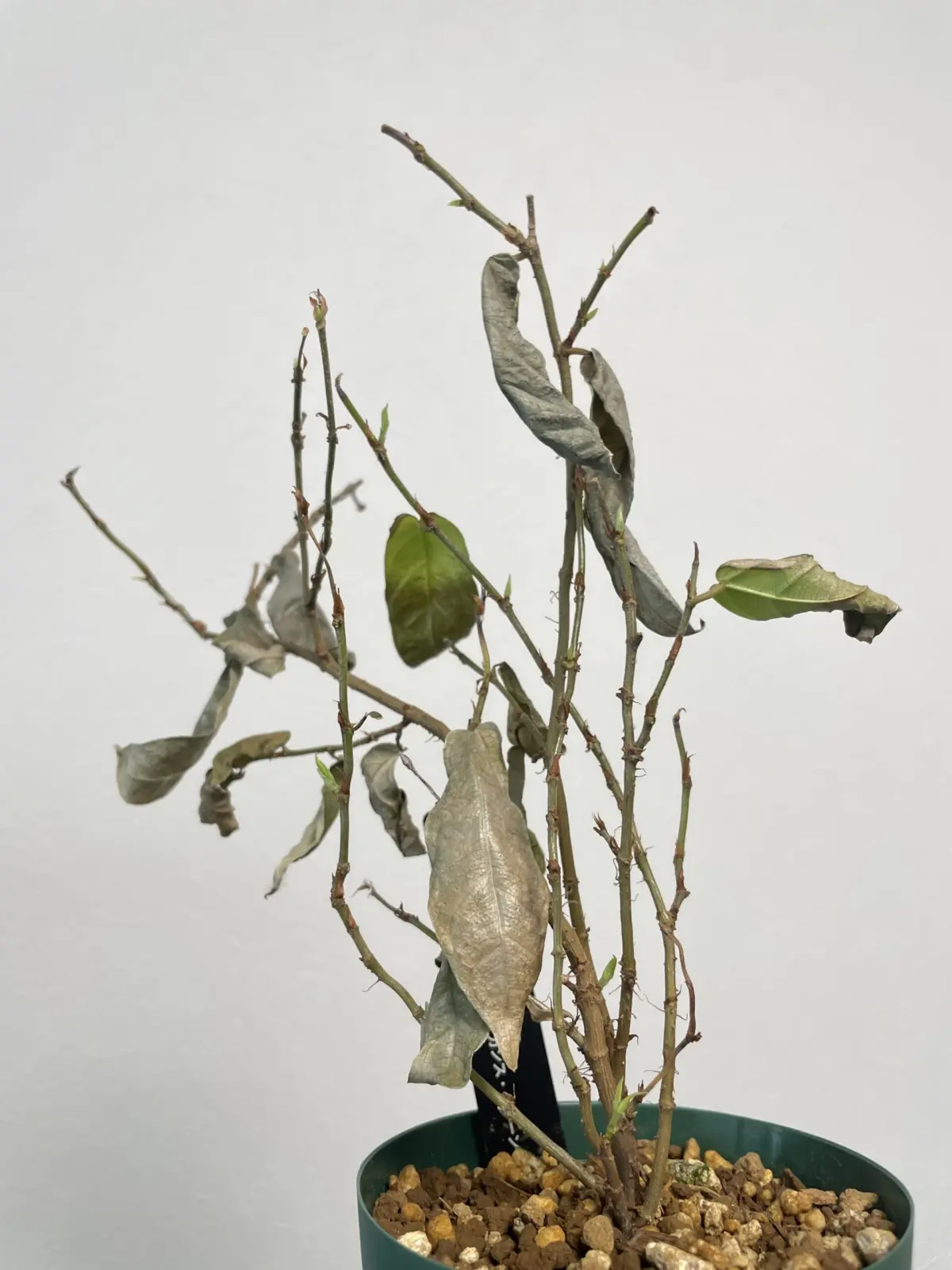 フィカス　ラディカンス　グリーン　水切れ