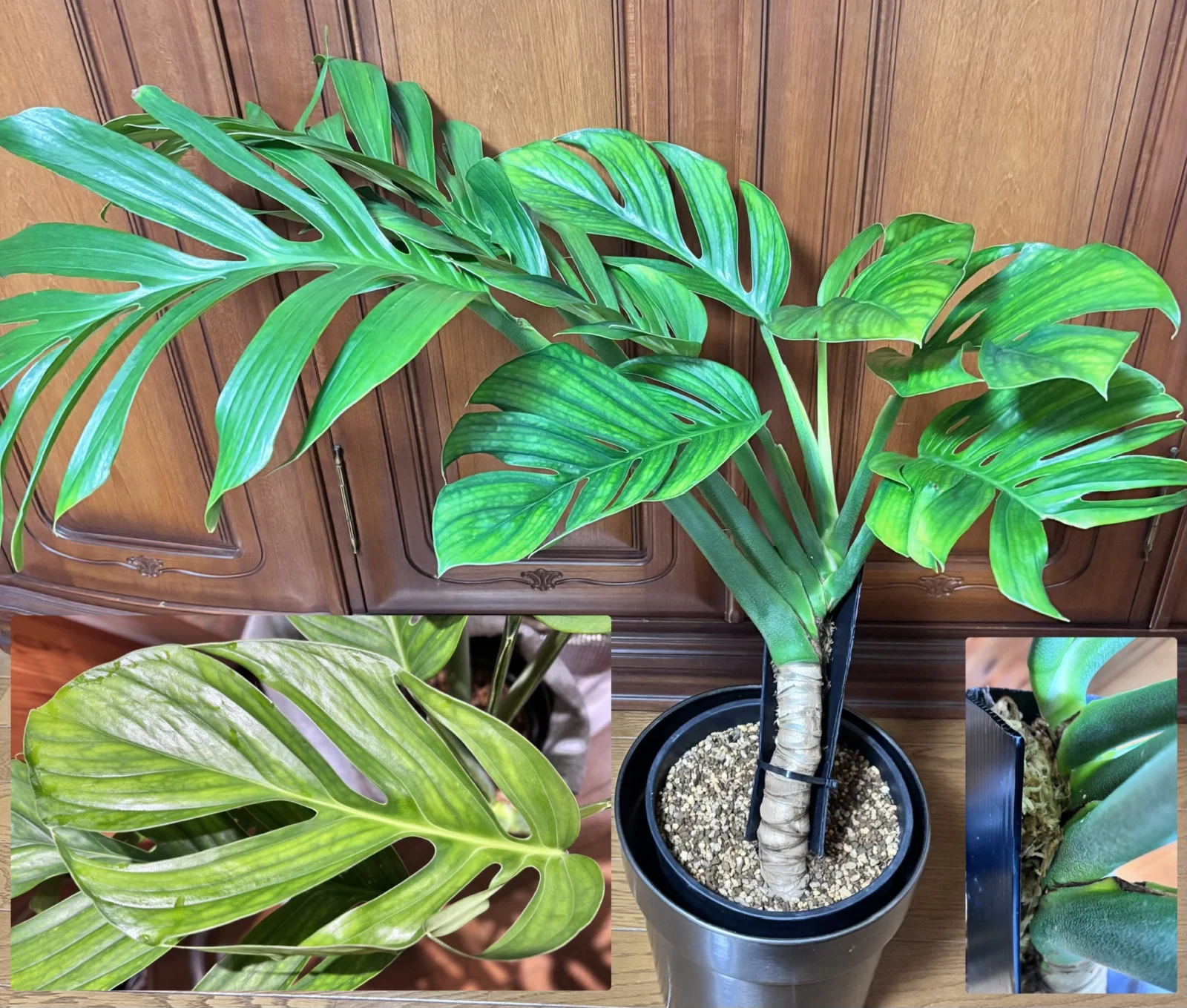 モンステラ　ジェイドウィング