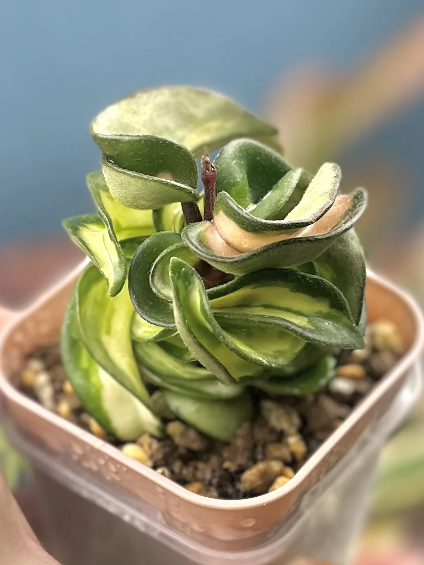 ホヤ　カルノーサ　コンパクタ　斑入り