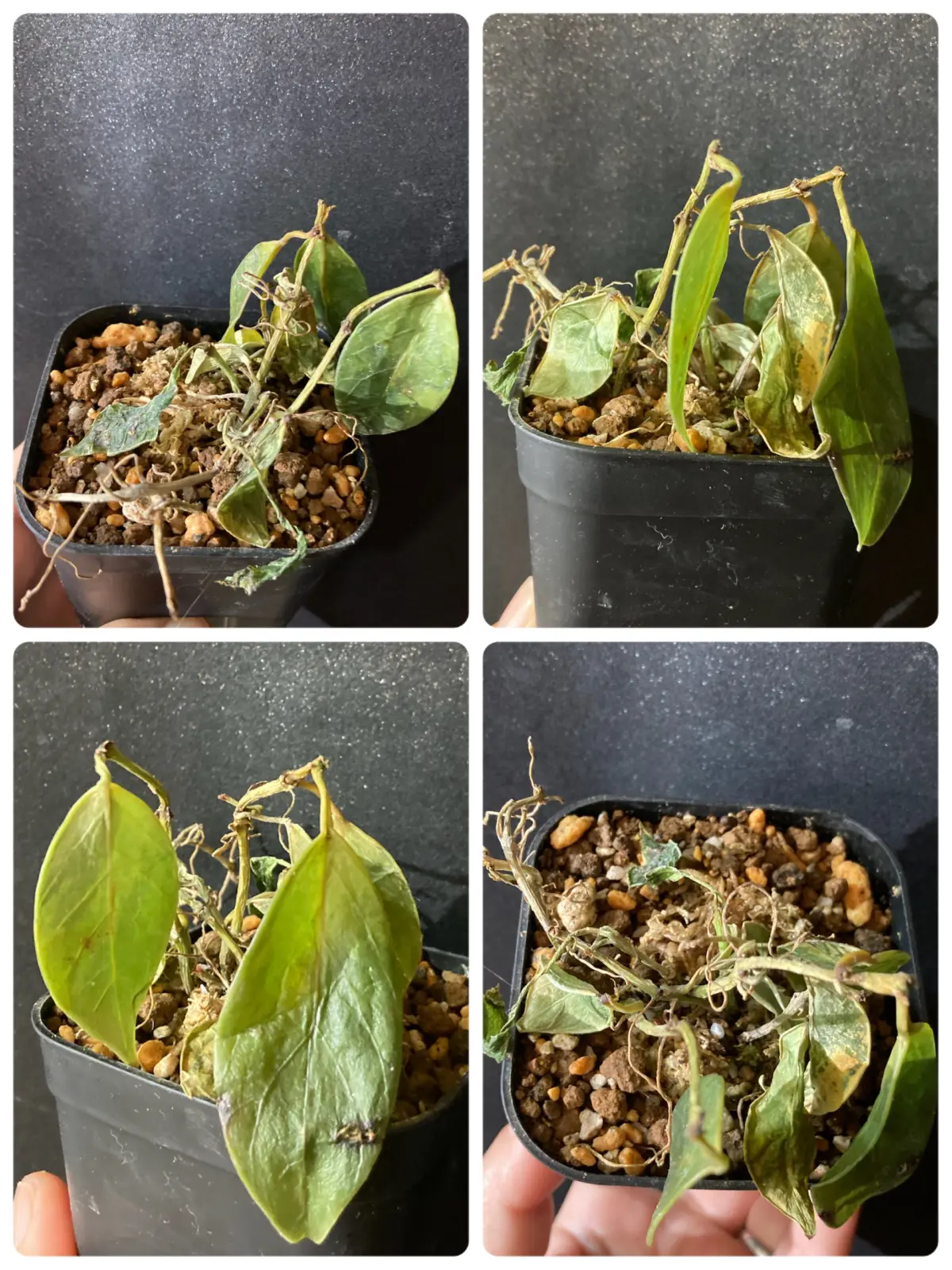 ホヤ オブスクラ ③