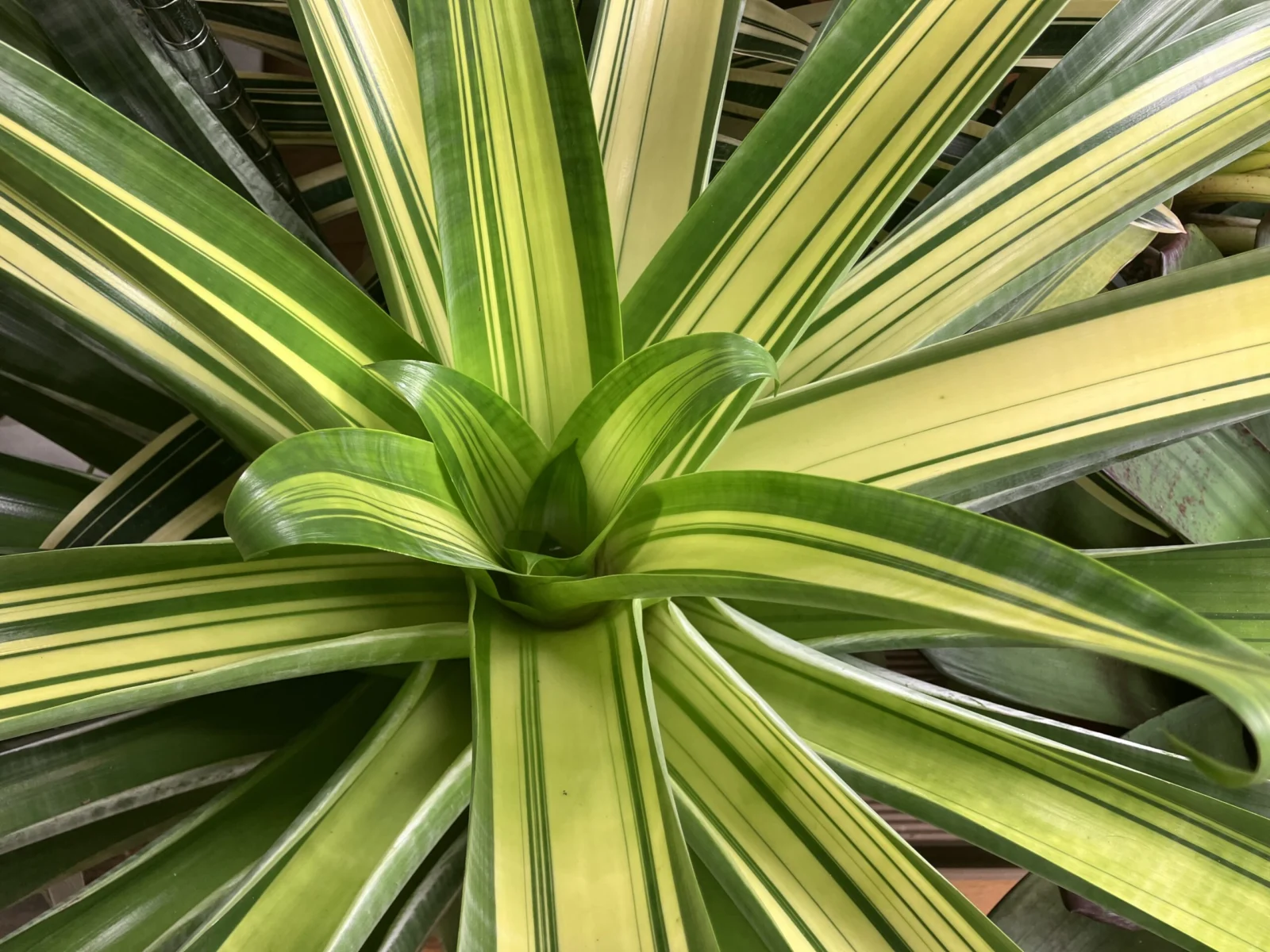 アルカンタレア グラオウジアナ バリエガータ