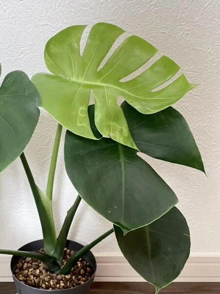 モンステラ 害虫 アザミウマ ?