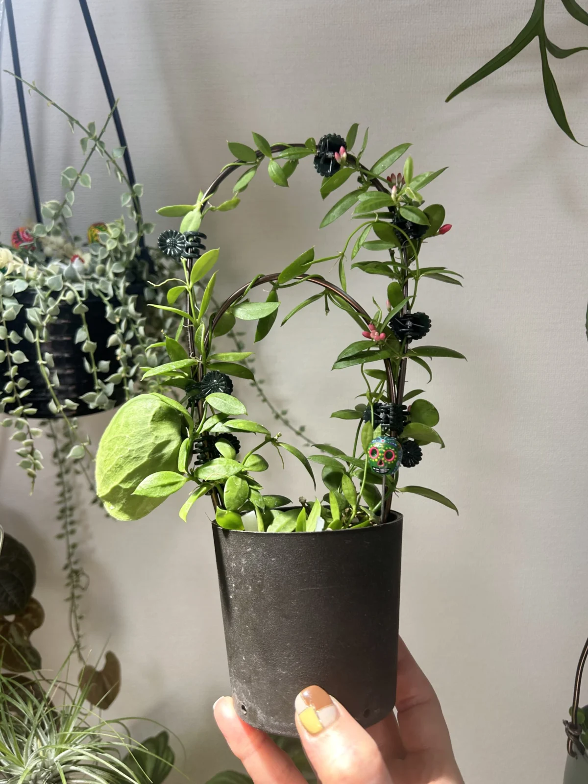 ディスキディア カンガルーポケット