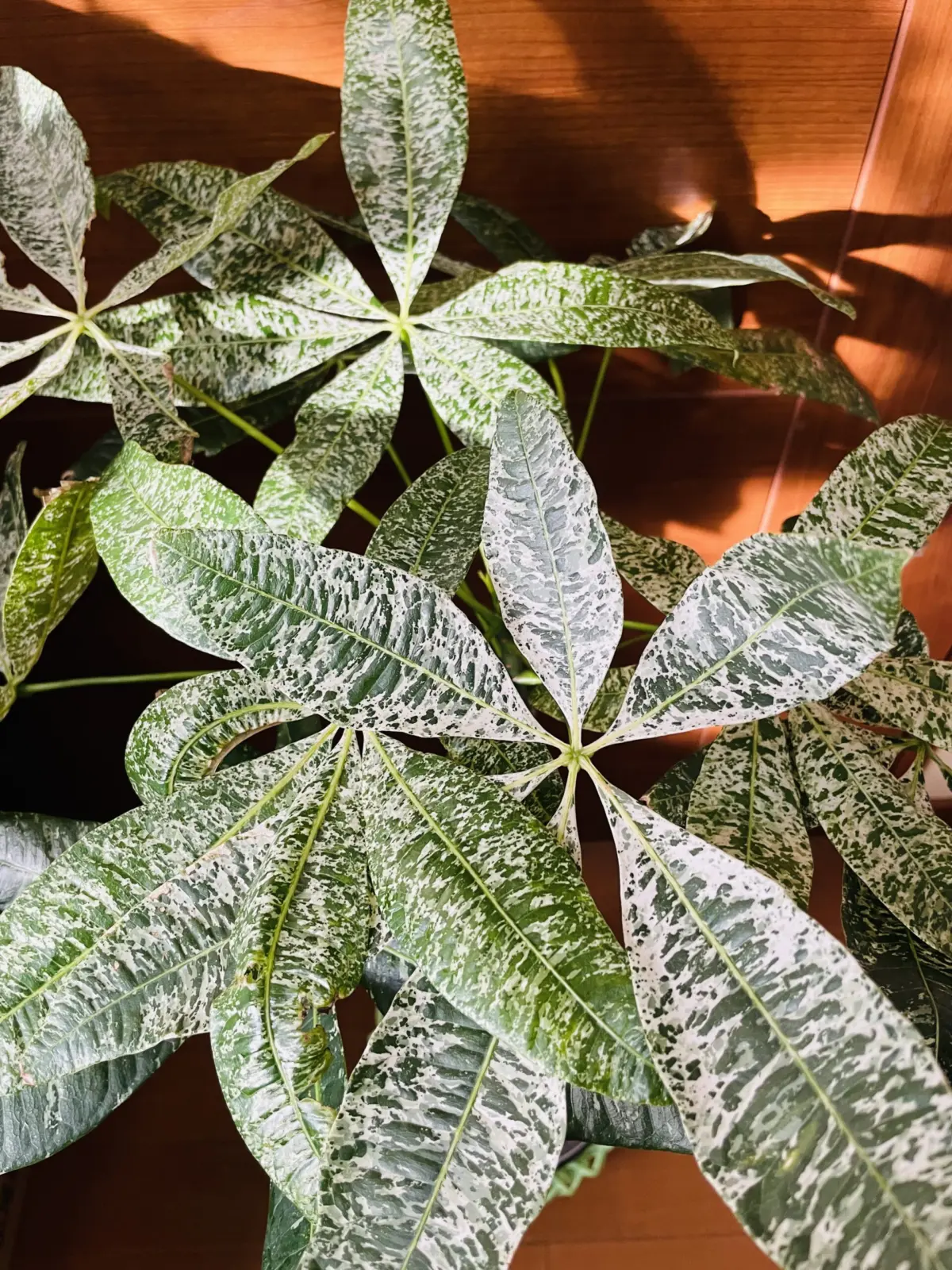 パキラ　実生　斑入り