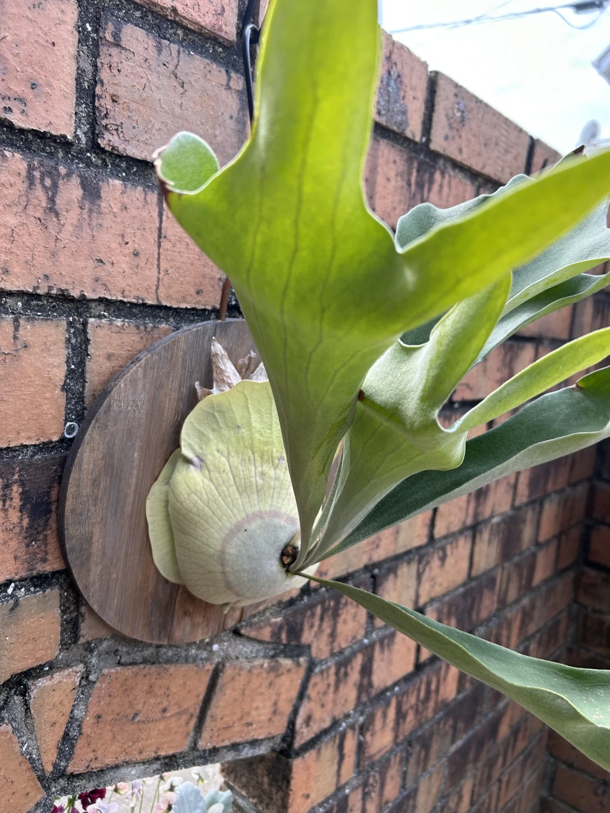 ビカクシダ　ネザーランド