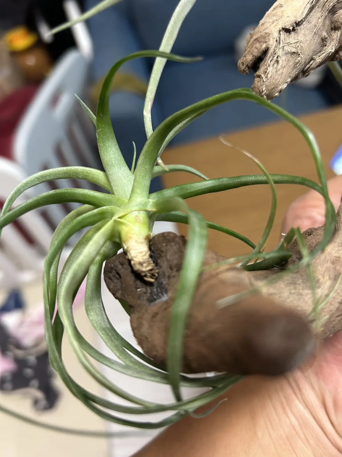 ブラキカウロス