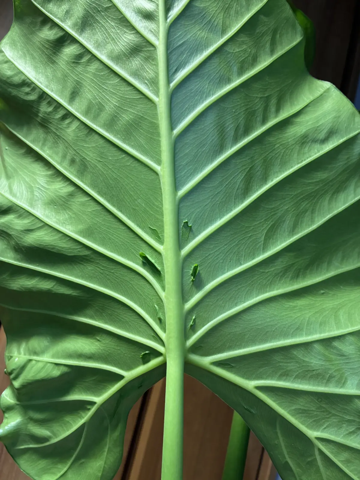 アロカシア クワズイモ