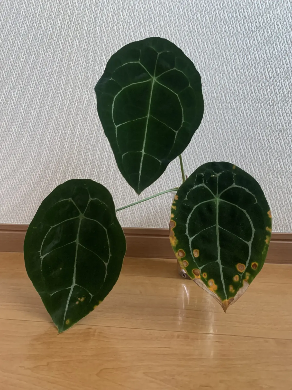 アンスリウム フォルゲッティ