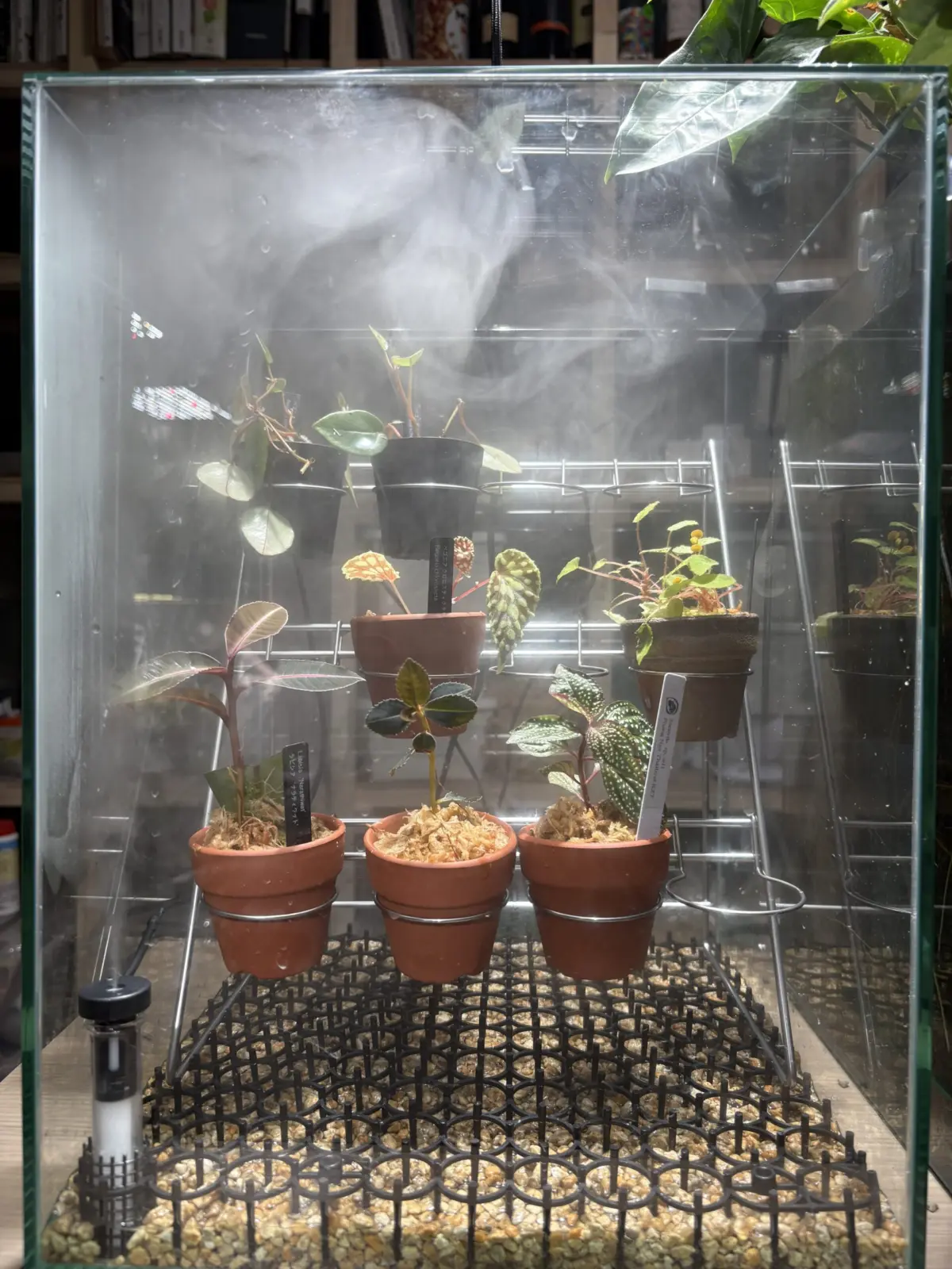 ベゴニア　クロロスティクタ　他