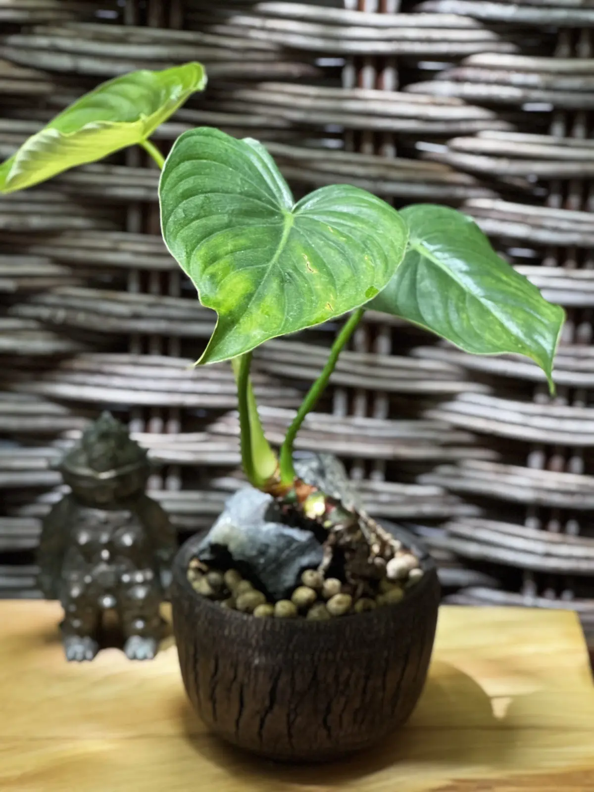 フィロデンドロン　パスタザナム