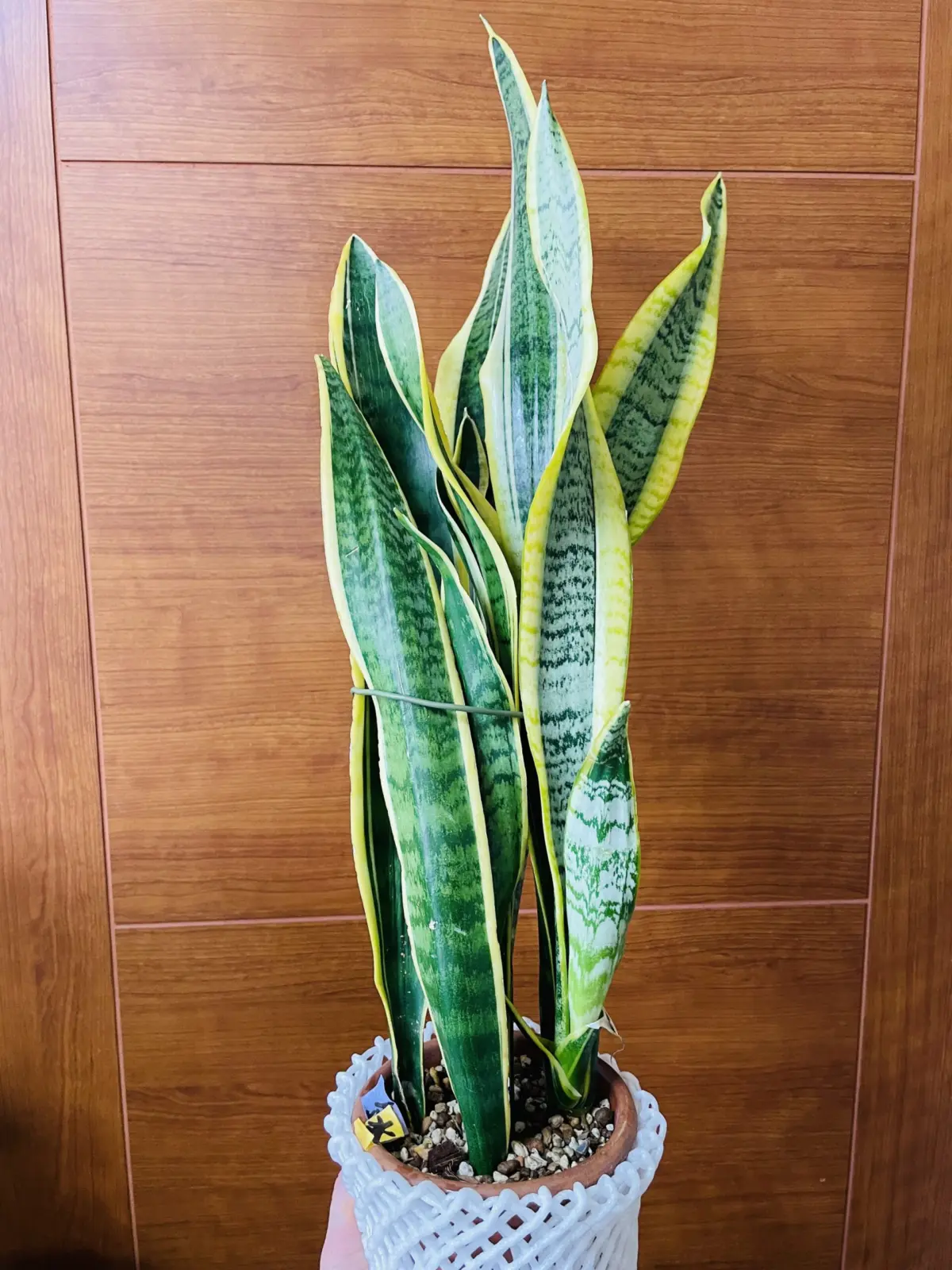 サンセベリア トラノオ