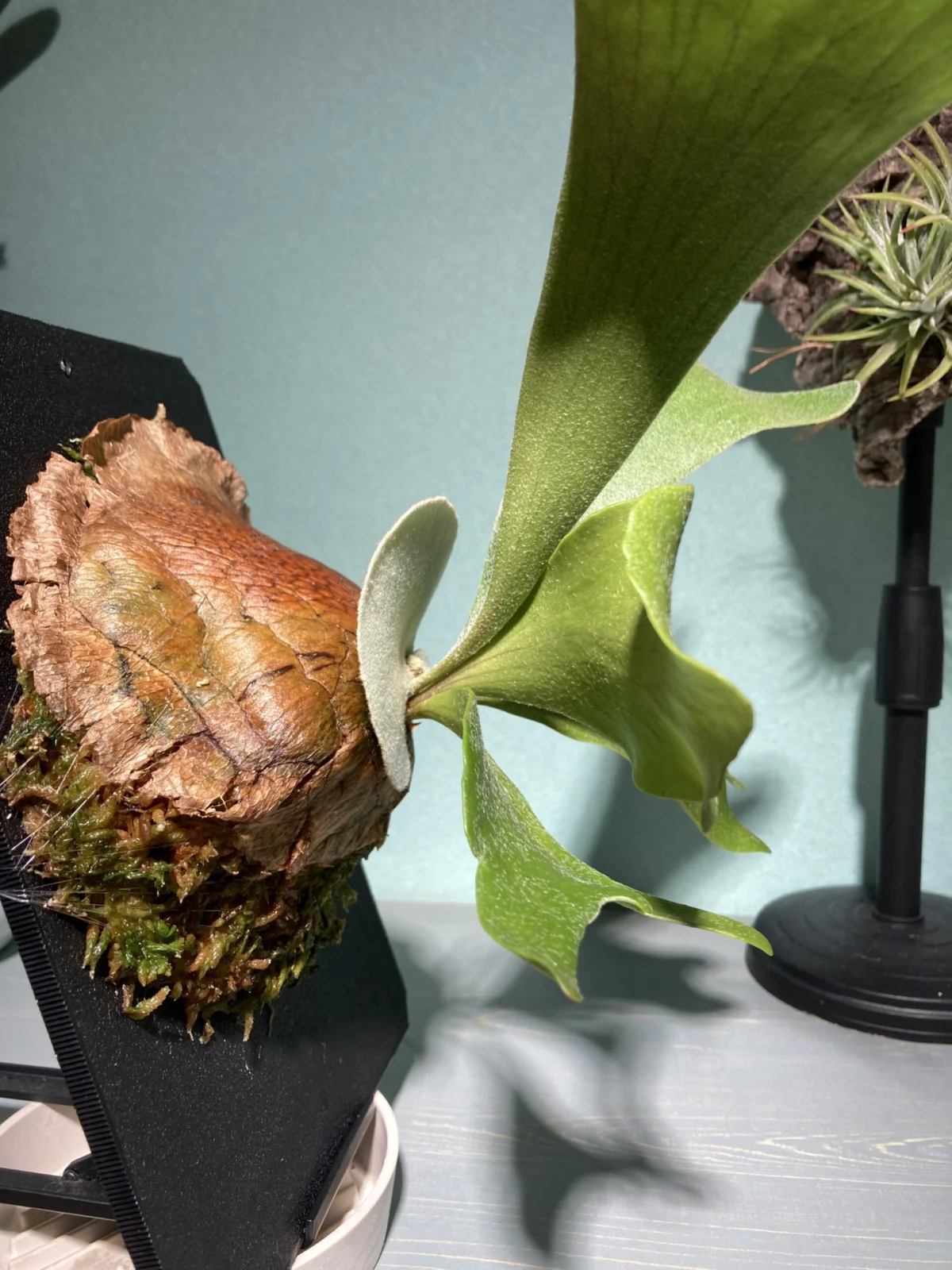 ビカクシダ ネザーランド