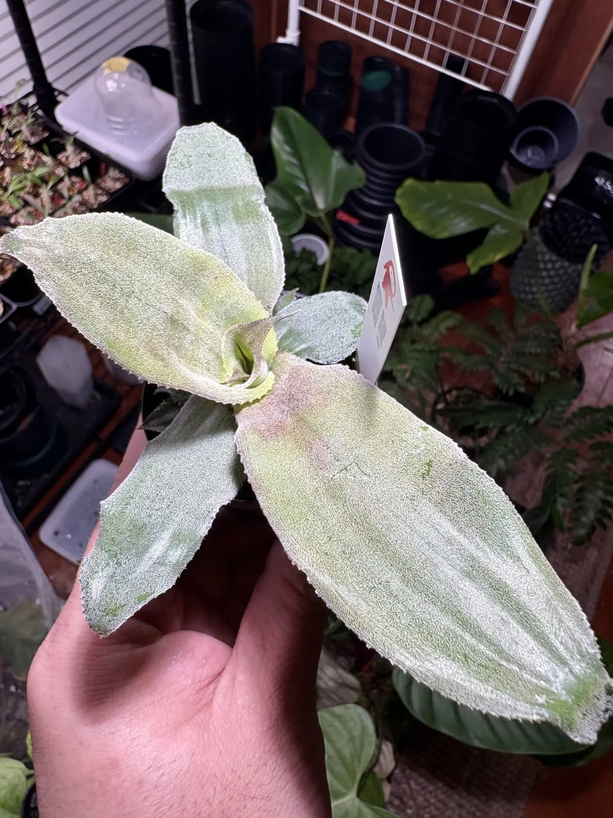 クリプタンサス　アルギロフィラス