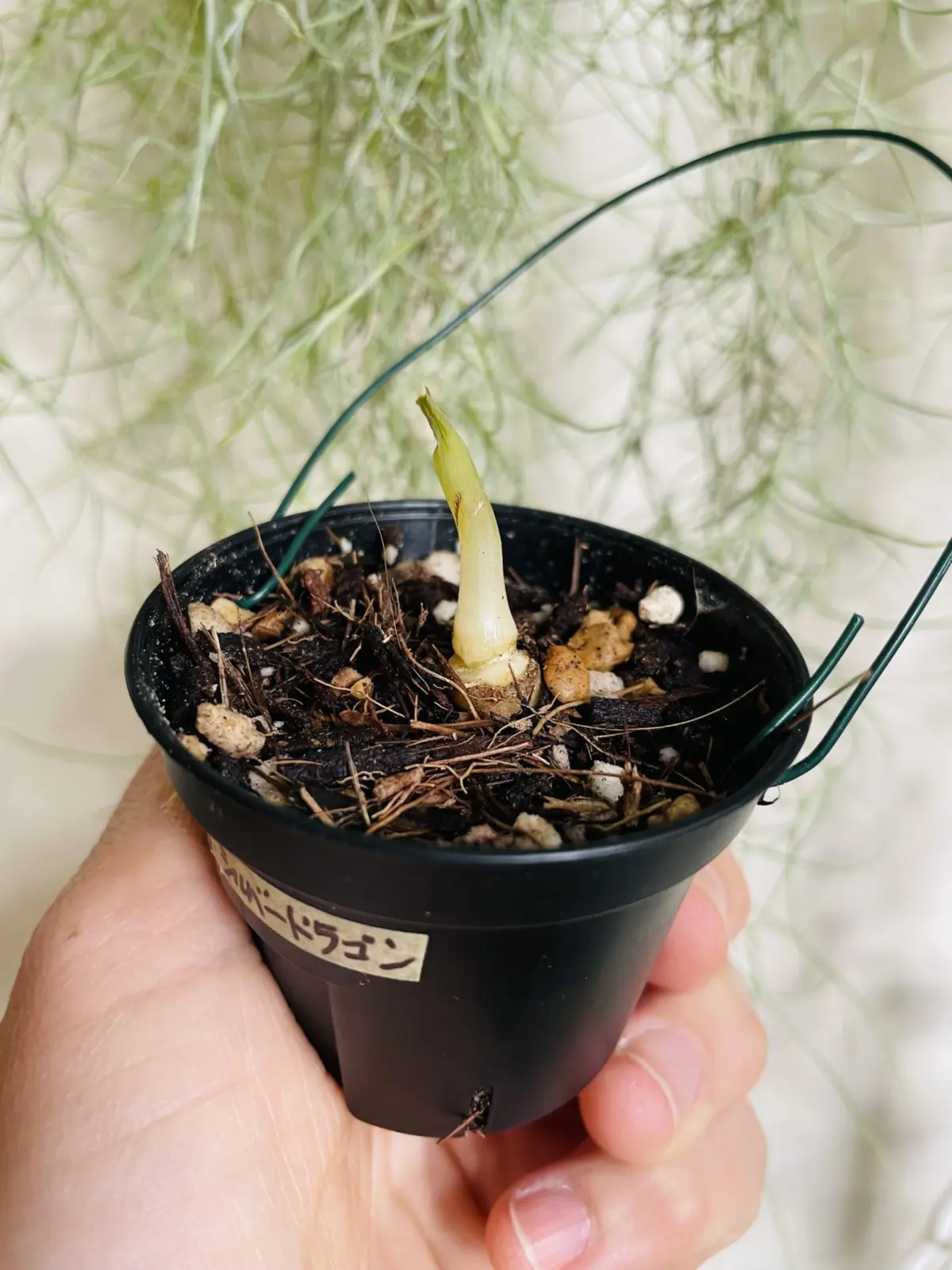 アロカシア　シルバードラゴン