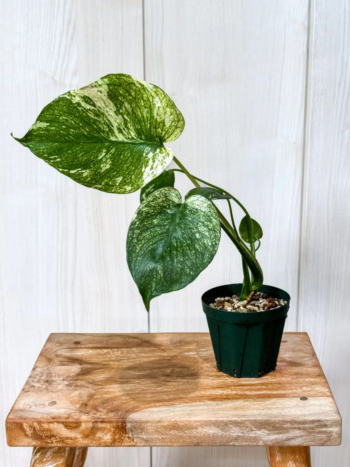 モンステラ　ホワイトモンスター