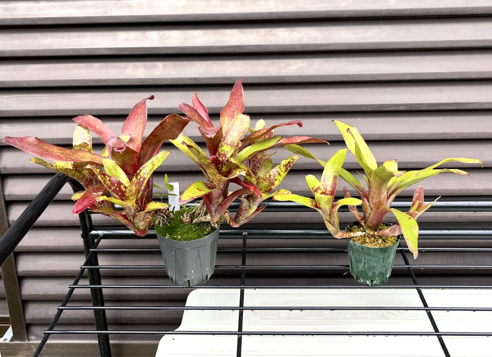 ネオレゲリア　リリープー