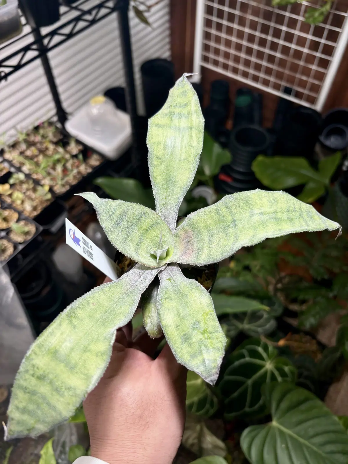 クリプタンサス　バーケリー×アルギロフィラス