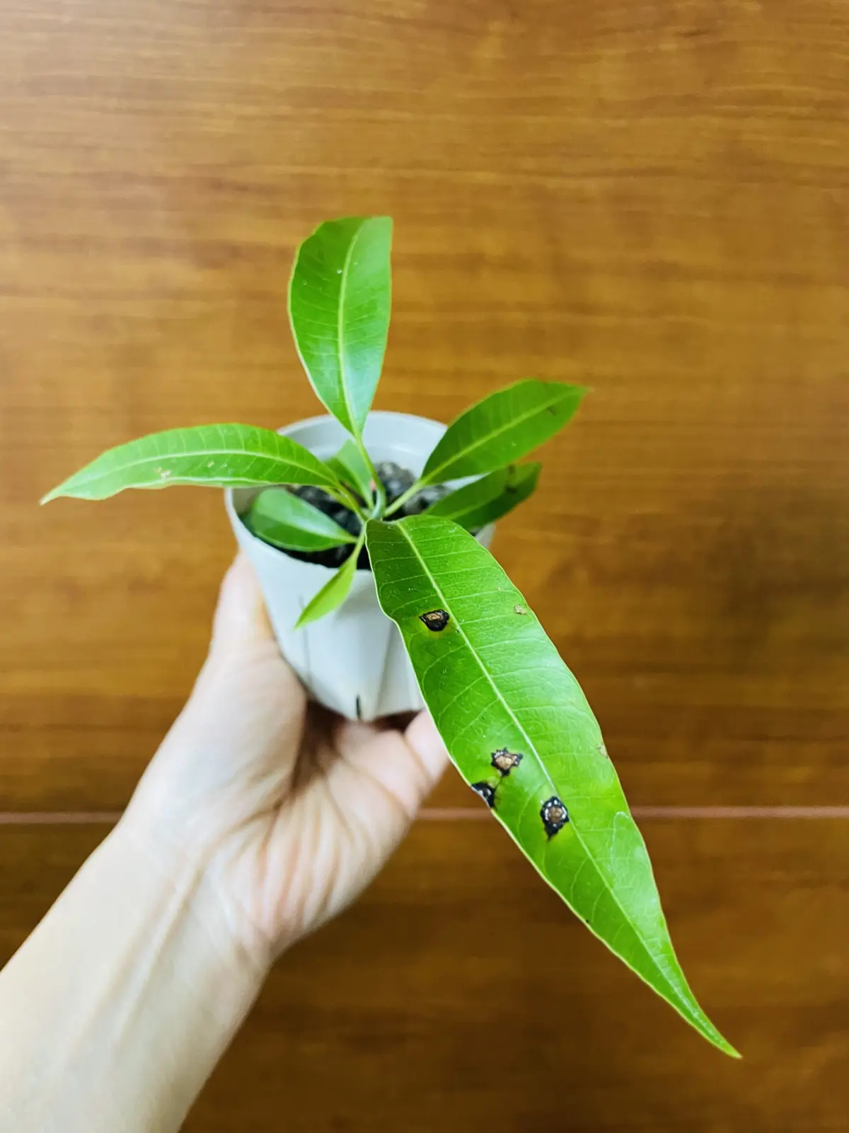 アップルマンゴー 実生 褐斑細菌病