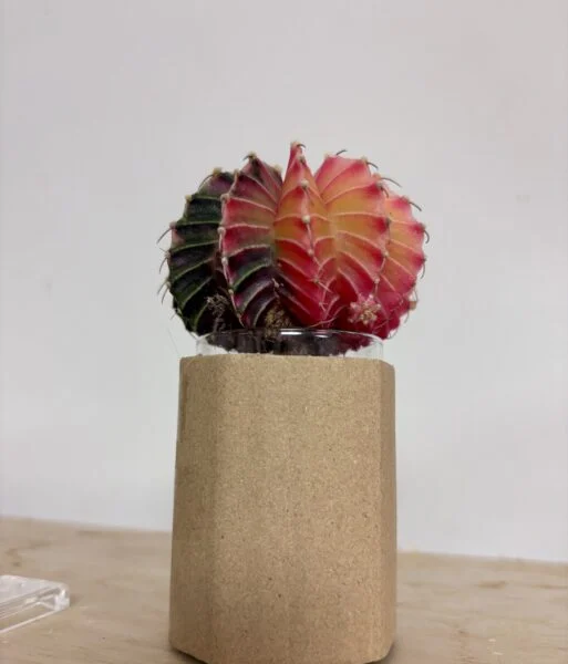 ギムノカリキウム 緋牡丹錦
