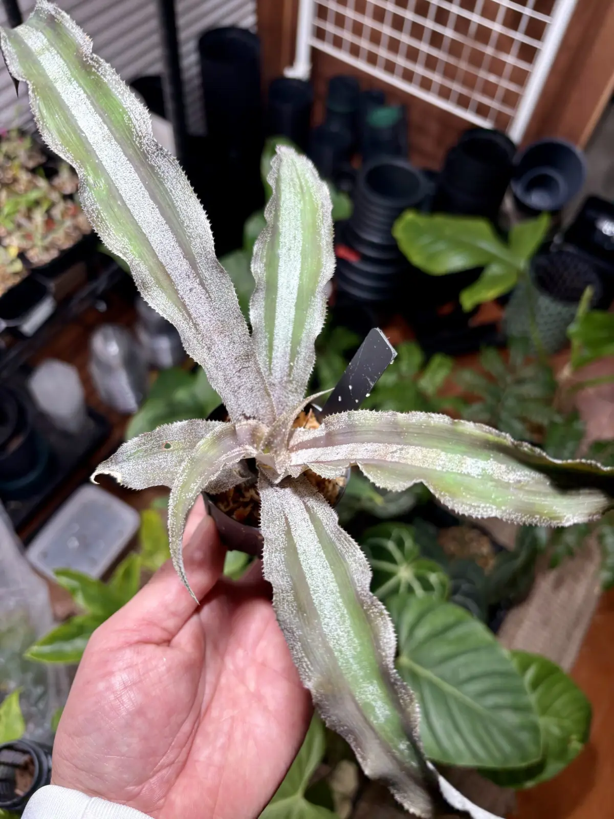 クリプタンサス　スティーブンホッピン